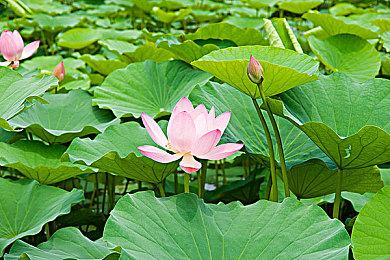 《动物派对》和《巫师3》获NVIDIA Reflex支持